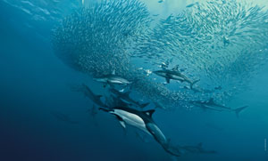 ocean tv